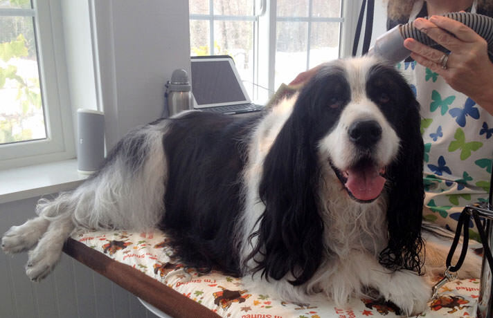 Senior Dog Grooming: 4 Things to Keep in Mind