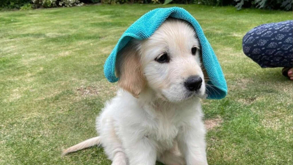 Summer Grooming For Your Dog Summer Grooming For Your Dog