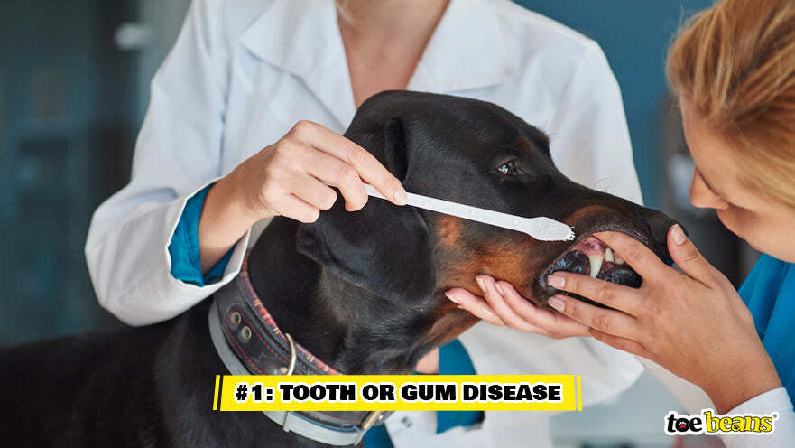 Useful Tips on How to Dry a Dog after a Bath - Mypetcommand – My Pet ...