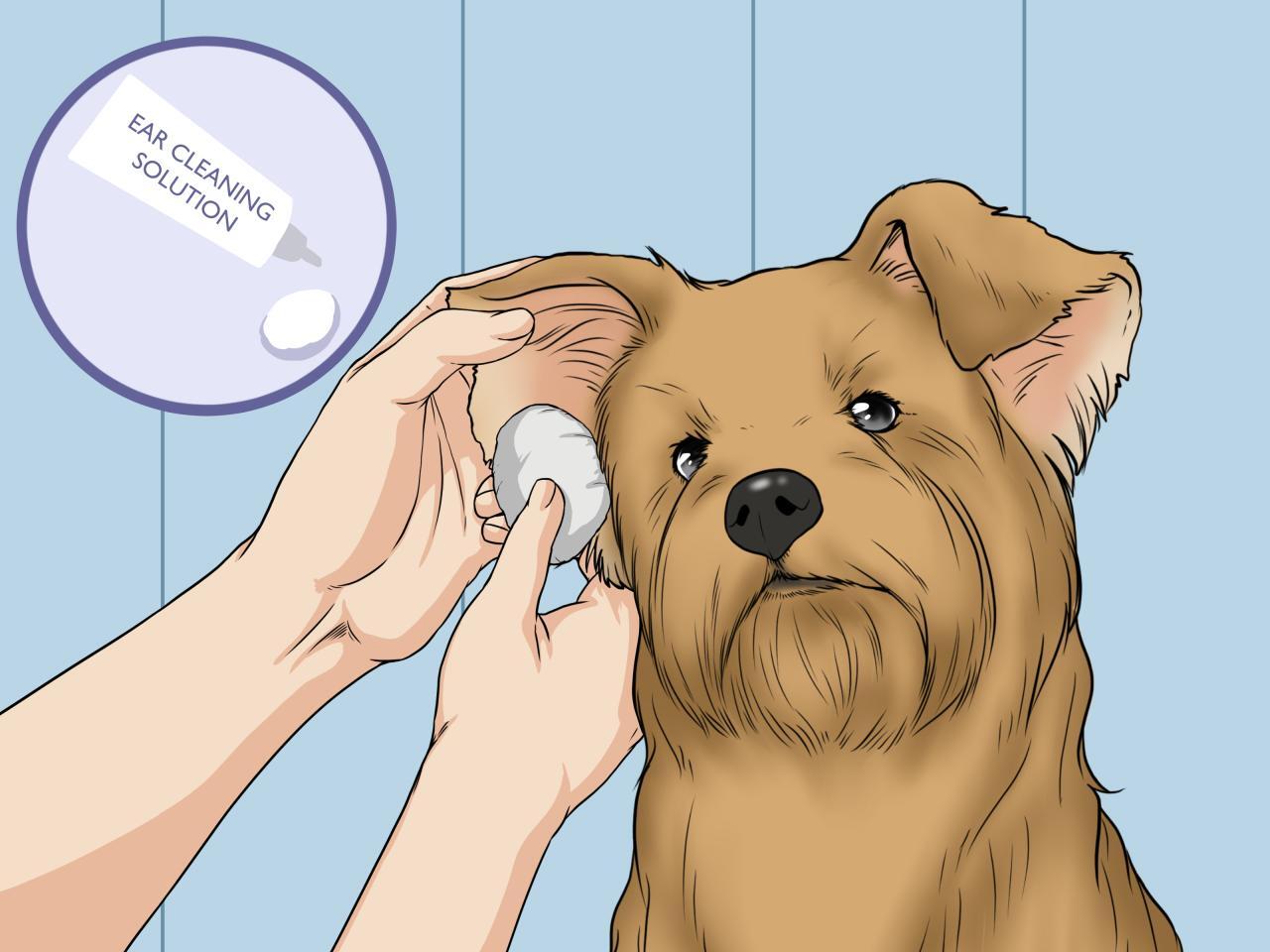 How To Wash A Dog's Face And What Products To Use