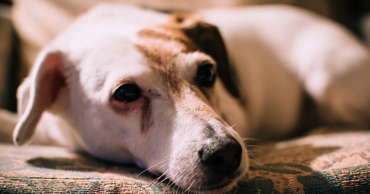 What Causes Tear Stains On White Dogs