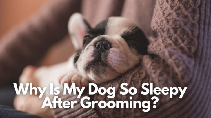 Why Is Your Dog Acting Weird After Grooming - Dog Corner