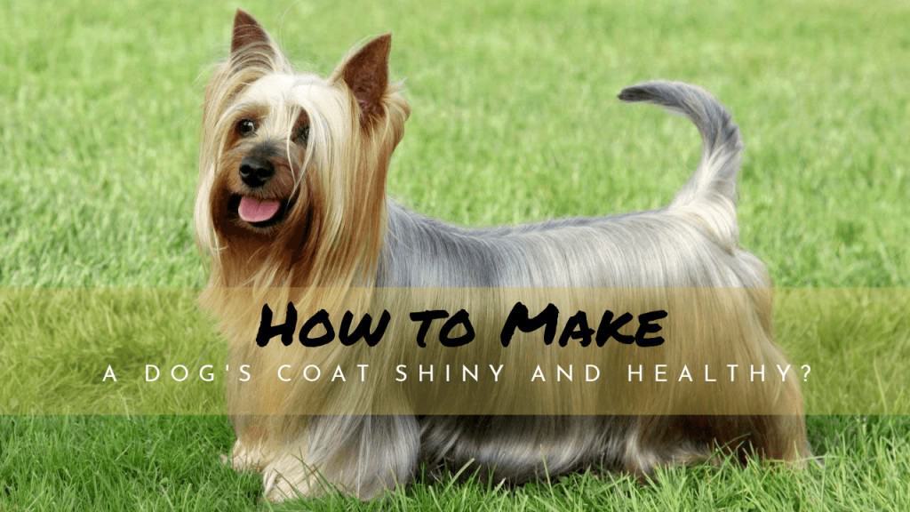 How to Make a Dog's Coat Shiny and Healthy?