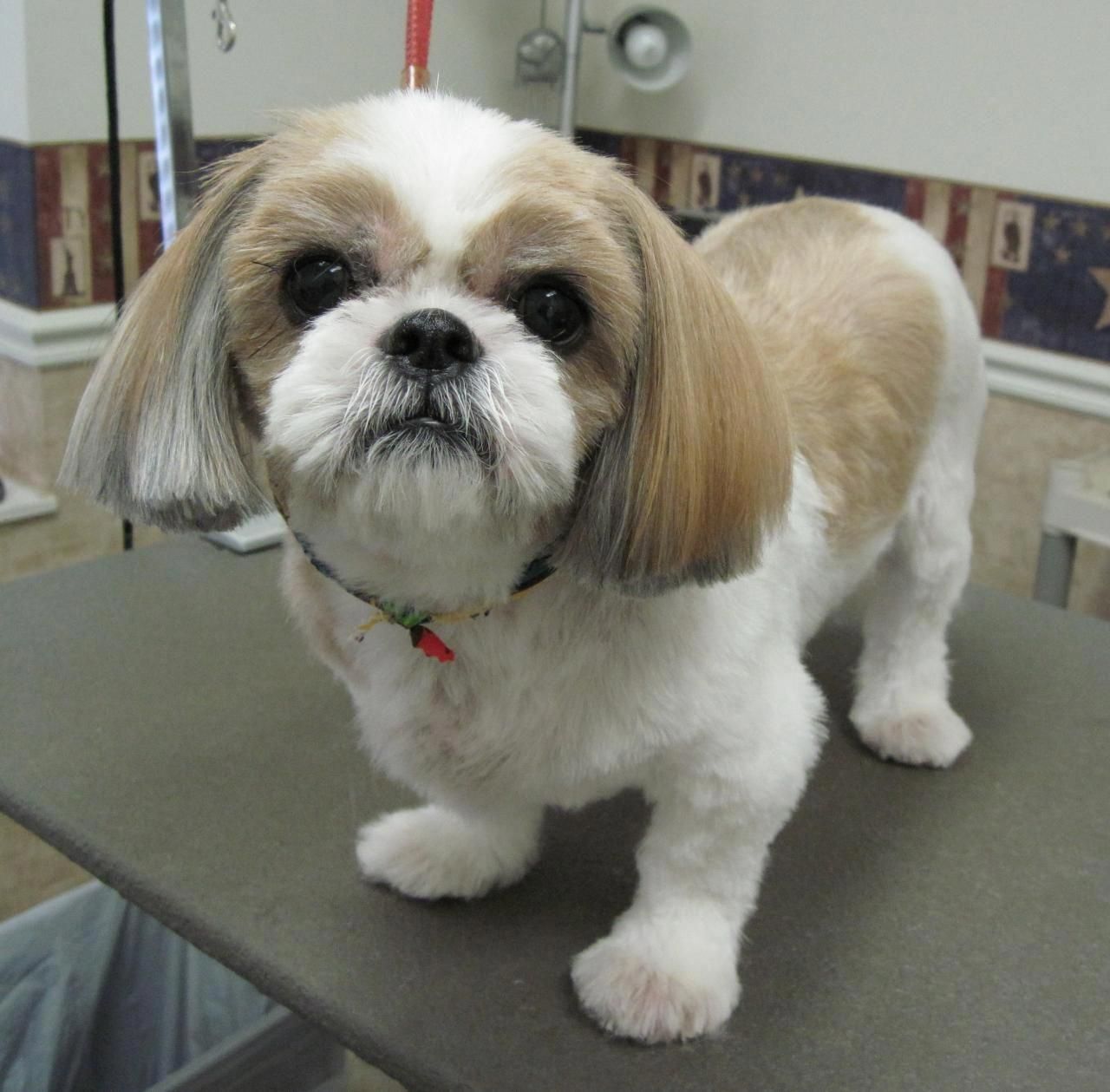 Easy How to Groom a Shih Tzu Face at Home with Simple Steps Easy How to Groom a Shih Tzu Face at Home with Simple Steps