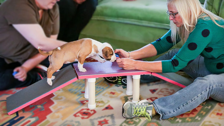 How to Approach Any Puppy with Confidence - Custom Tailored Dog ...