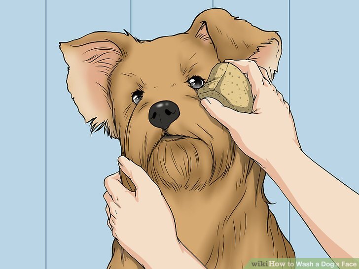 3 Ways to Wash a Dog's Face - wikiHow