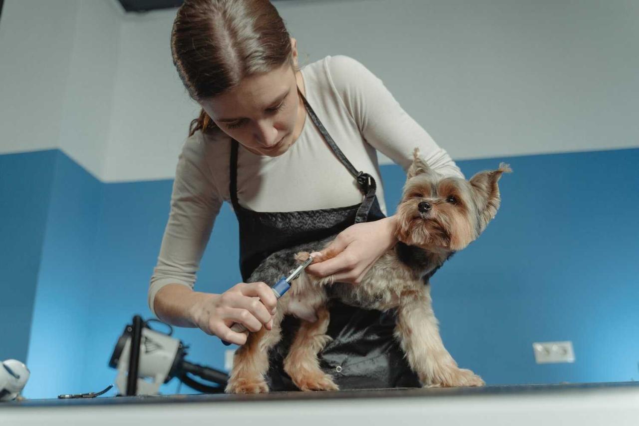 How Do You Clean Dog Grooming Tools? - You Should Know | igroomhub Blog