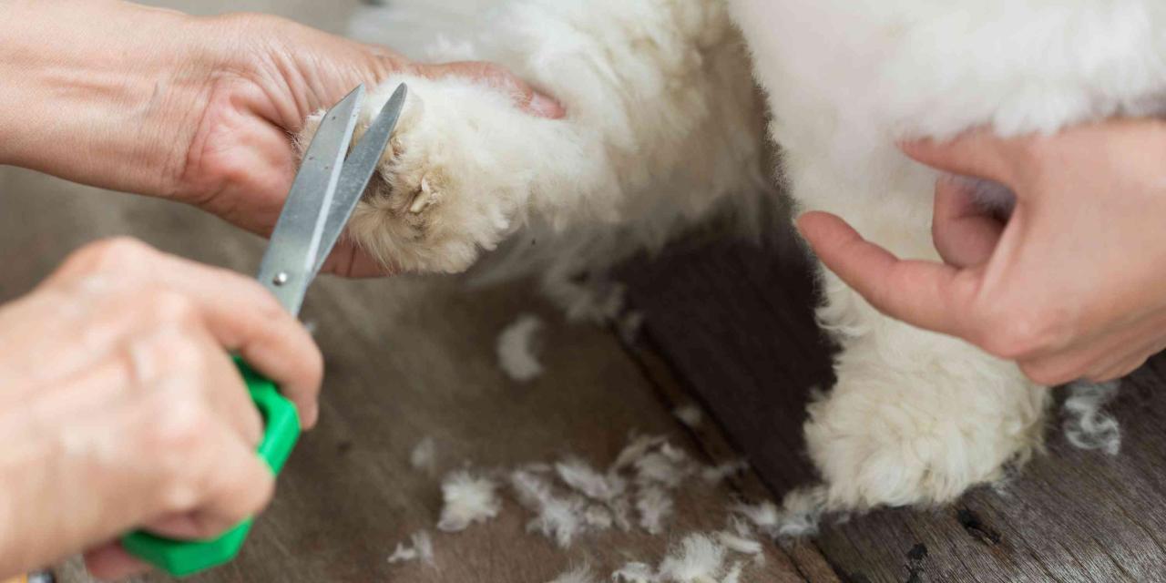 Get These 6 Best Thinning Shears For Dogs NOW - Groomers' Land