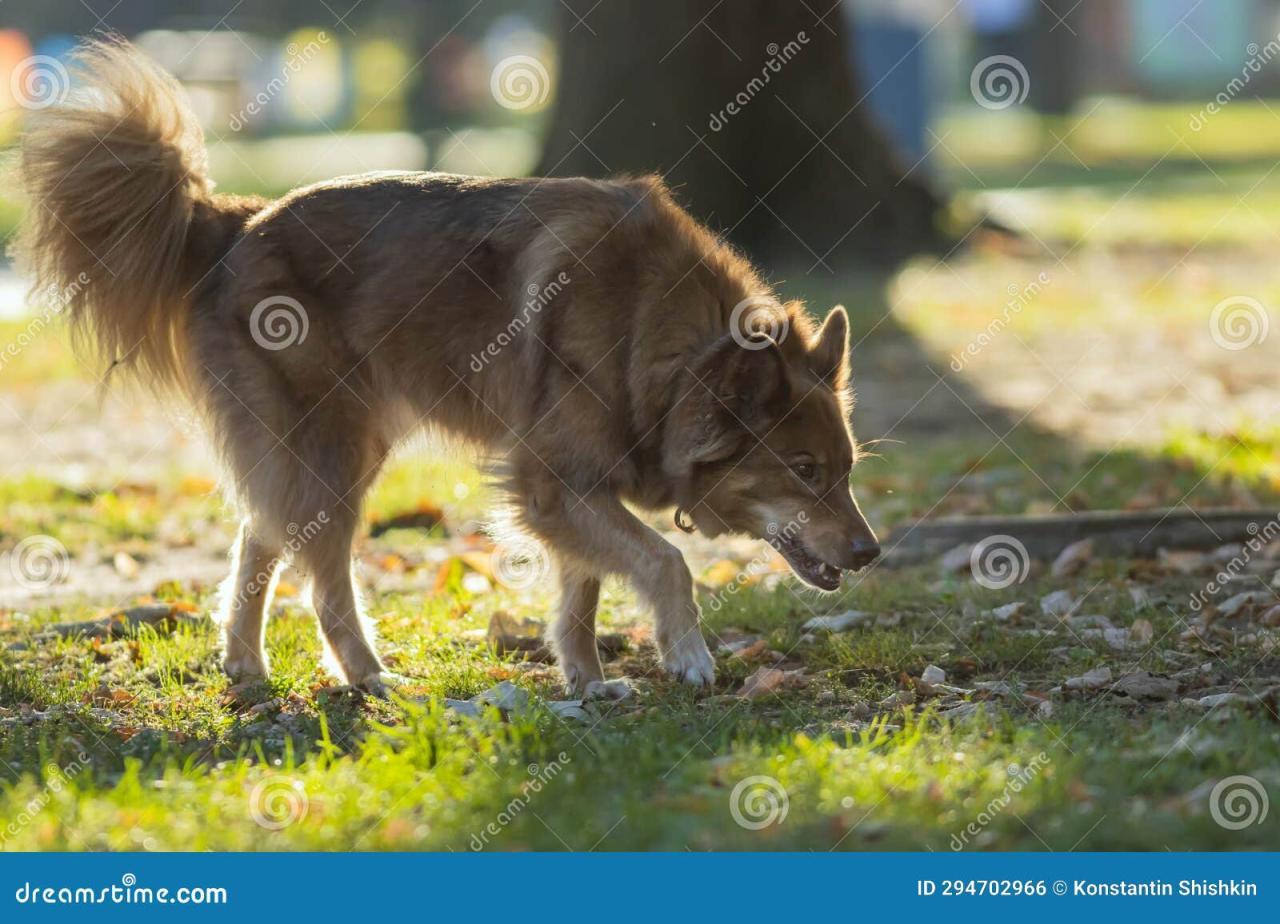 Fluffiest Fluffy Tail | The Thundering Herd