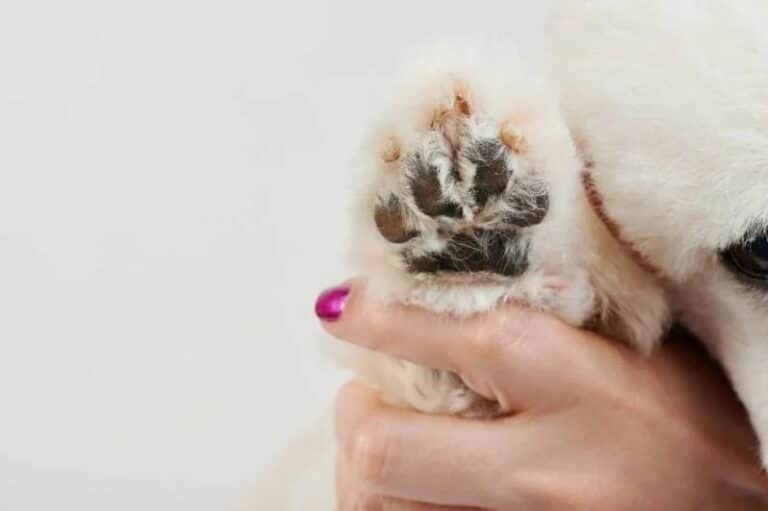 How to Trim Dog Paw Hair: 6 Vet-Approved Steps – Dogster