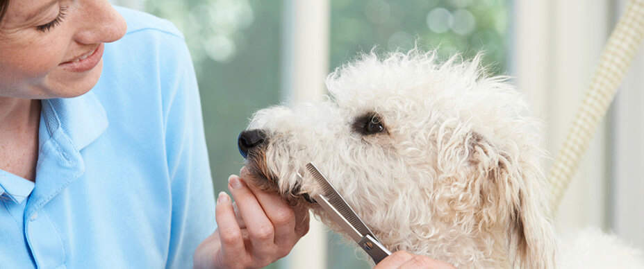 How to Trim Hair on Dog Paws: 6 Expert Tips | Hepper
