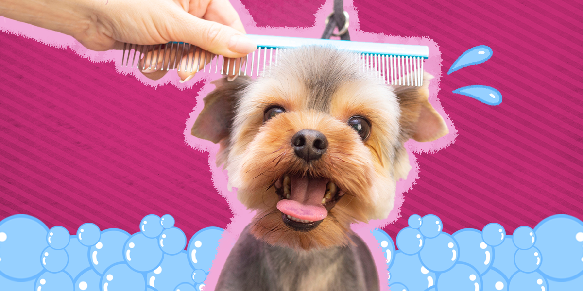 How long does it take to groom a dog? - Pawfect Spa