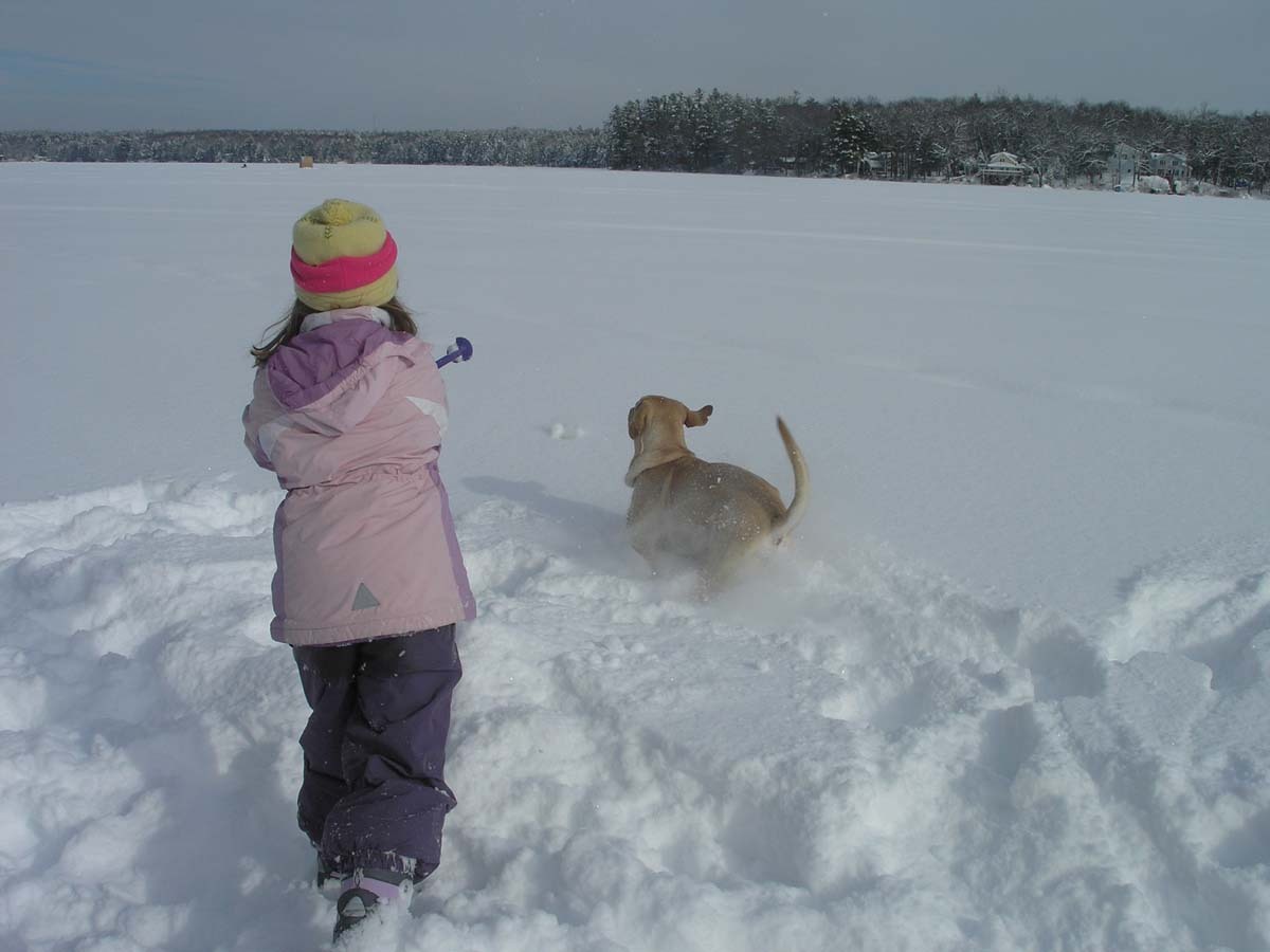 #AtoZChallenge | D is for a Determined Dog Chasing Snowballs – Weekends ...