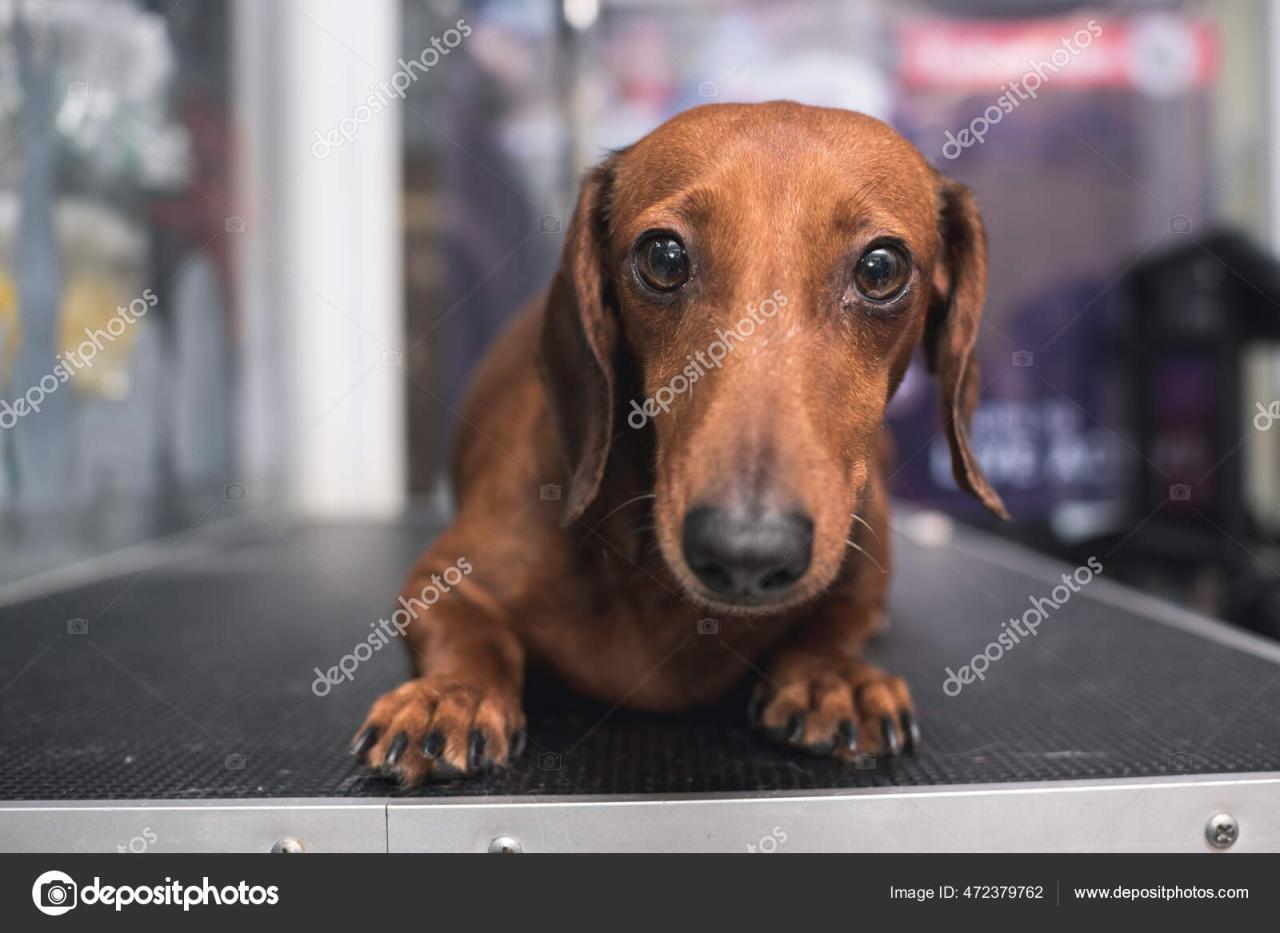 How To Make A Dog's Coat Shiny - K9sOverCoffee