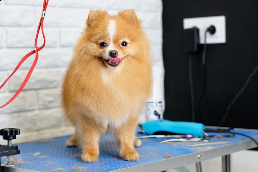 Your Guide On How To Make A DIY Dog Grooming Station At Home Your Guide On How To Make A DIY Dog Grooming Station At Home