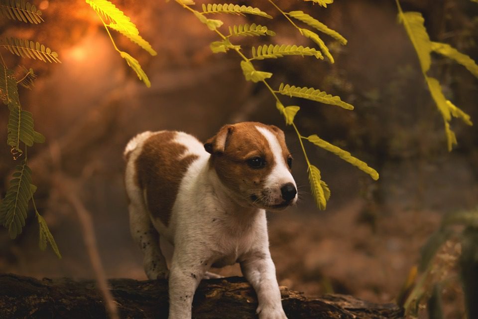 How do you groom an anxious dog? - Perfect Pooches Grooming