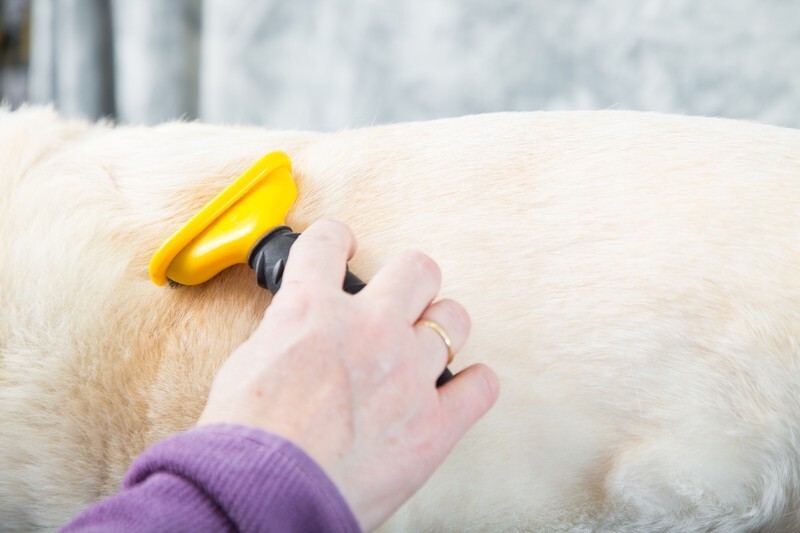 How Do I Choose Dog Grooming Clippers? | Neakasa Official