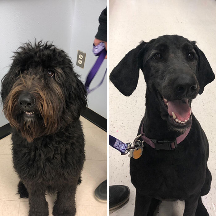 40 Times People Took Their Dogs To The Groomers And Thought They Got ...