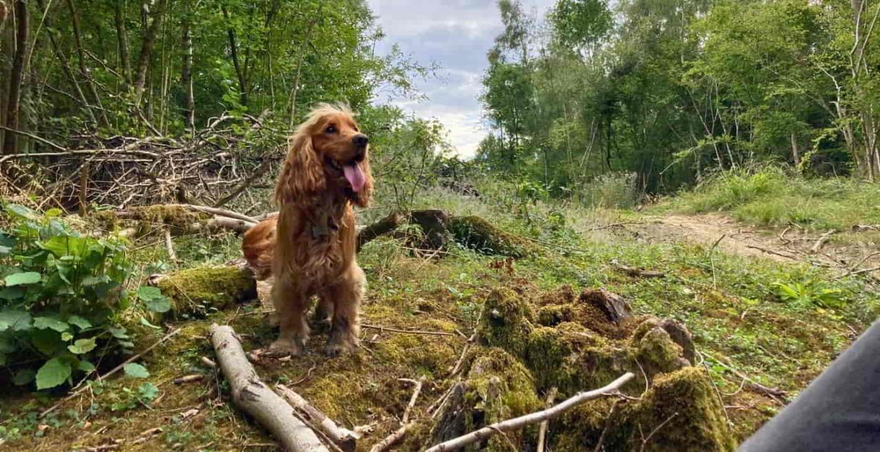 How to Groom Your Dog | first coastworld