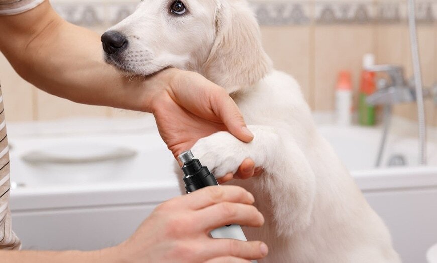This Dog Nail Grinder Keeps Your Pet Calm While Trimming Their Nails!