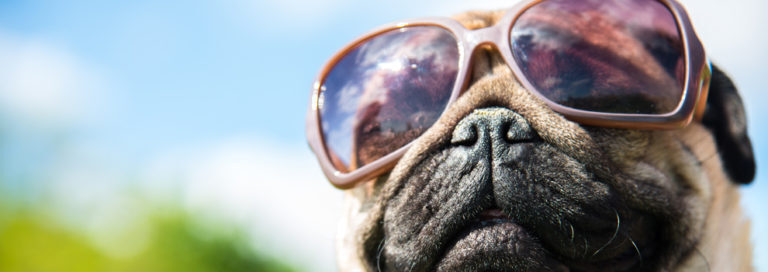 Can Dogs Get Sunburned? | The Dog Sunburn Veterinary Guide