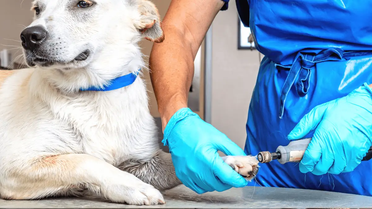 When to Use Dog Nail Grinder?