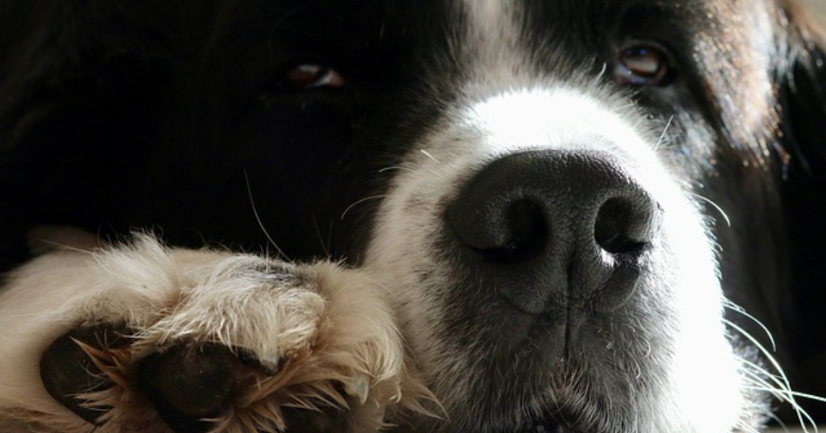 Common Causes Of Dry Paw Pads + Natural Remedies - iHeartDogs.com