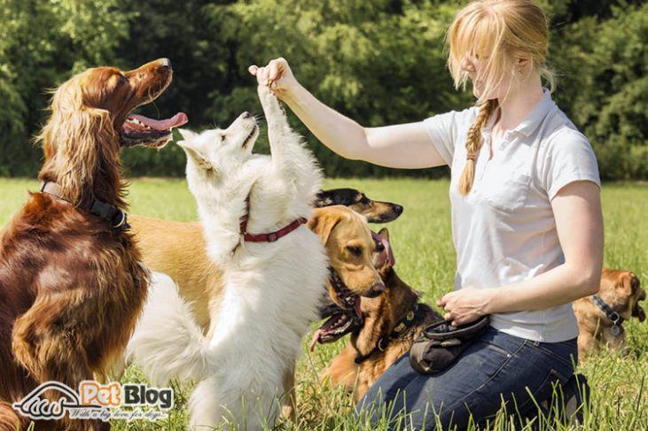 How To Give My Doodle Dog A Summer Haircut At Home? | Goldendoodle ...