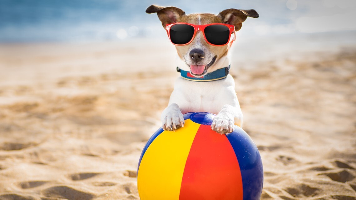 Pet Safety in Hot Weather, Keeping your dog safe in the summer | whas11.com Pet Safety in Hot Weather, Keeping your dog safe in the summer | whas11.com