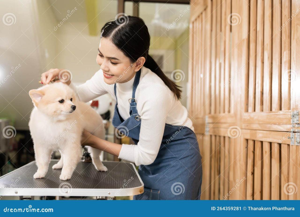 Female Professional Groomer Trimming Haircut Dog at Pet Spa Grooming ...
