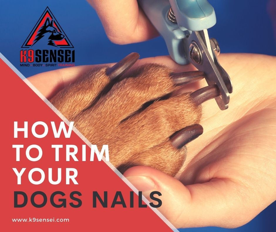 Ollie Knows: The Freak Out-Free Way to Trim Your Dog's Nails - Ollie Blog Ollie Knows: The Freak Out-Free Way to Trim Your Dog's Nails - Ollie Blog