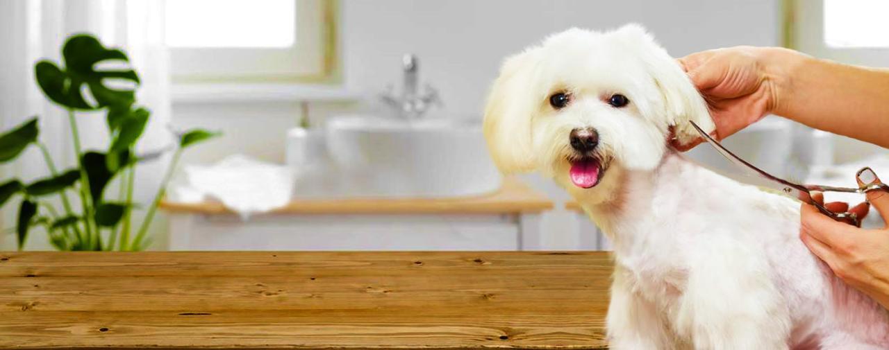 How to Groom Your Dog Before a Bath | Wag!