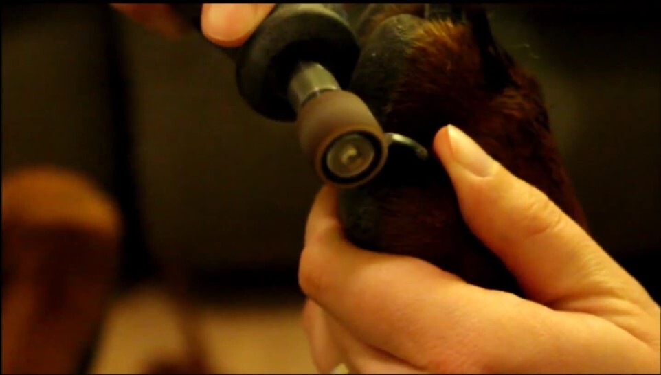 How To Use A Dog Nail Grinder [5 Steps To Hassle-Free Nail Trim]