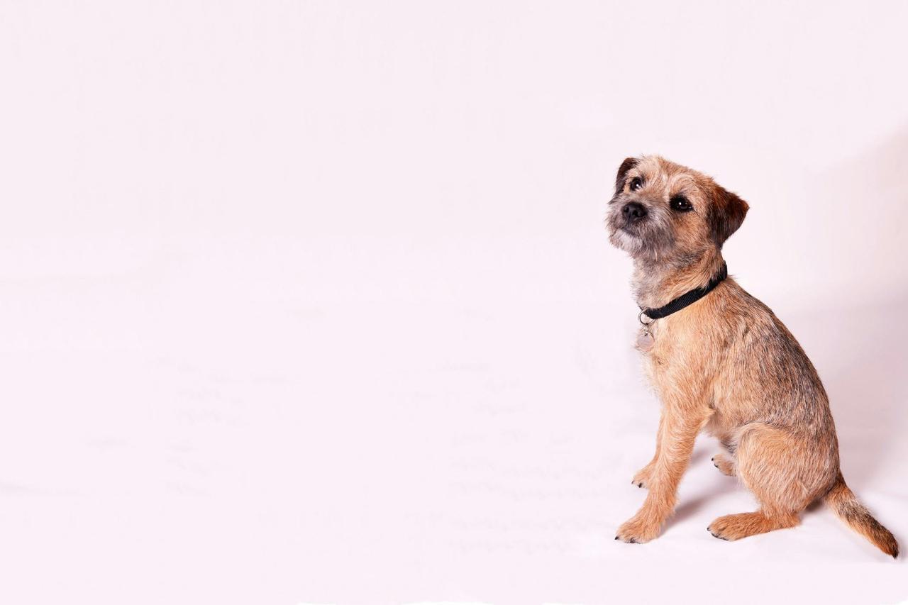 How to Groom a Dog with Wiry Hair | Wag!