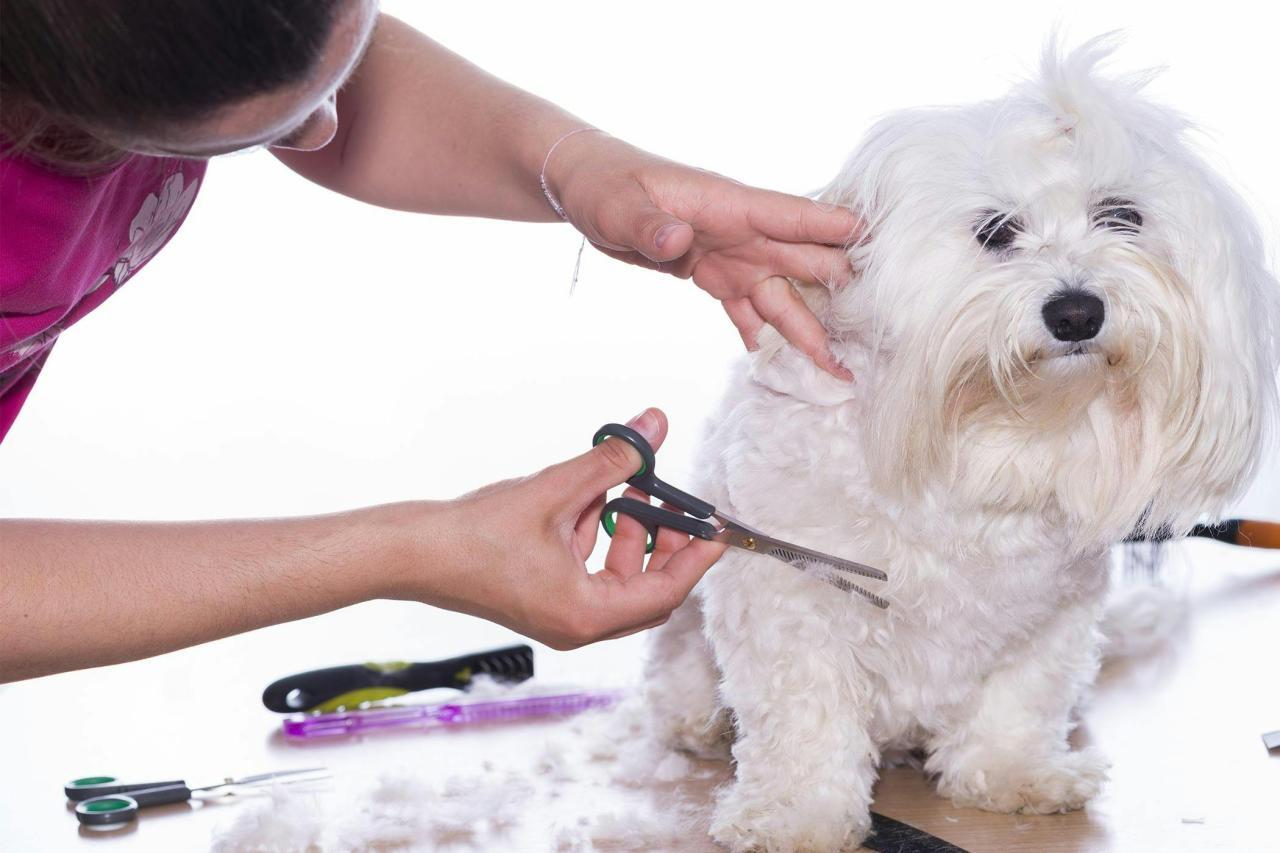 How to Groom a Dog without Being Bitten | Wag!