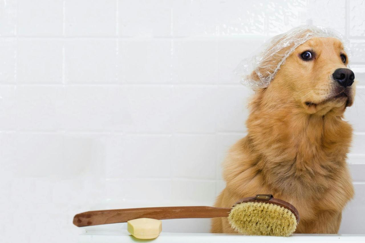 How to Groom an Aggressive Dog | Wag!