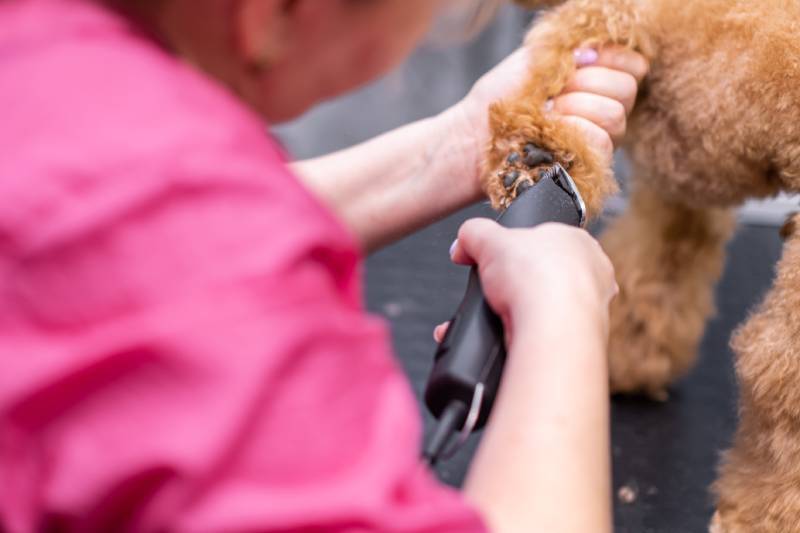 How to Trim Hair on Dog Paws: 6 Expert Tips | Hepper