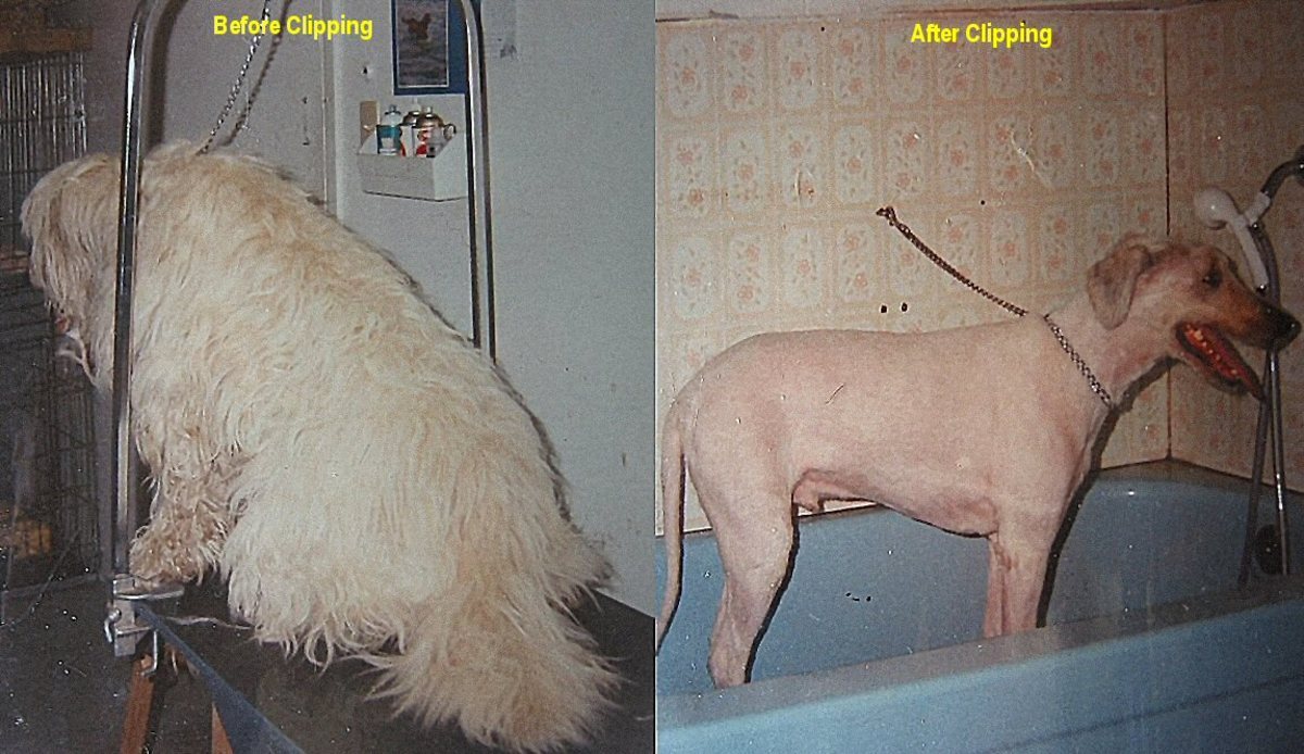 Expert Advice on How to Groom Your Dog - HubPages Expert Advice on How to Groom Your Dog - HubPages