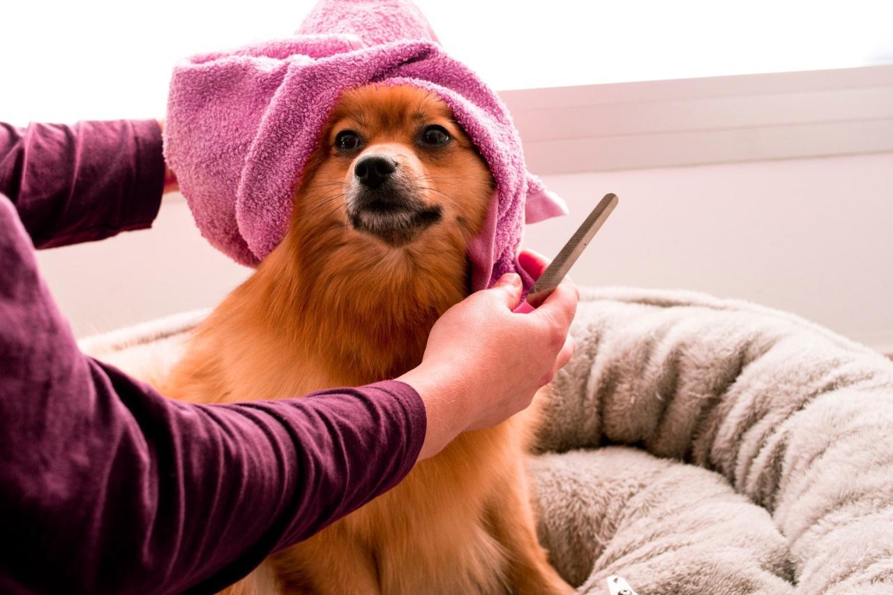 How to groom a dog: A vet's guide to grooming at home | PetsRadar