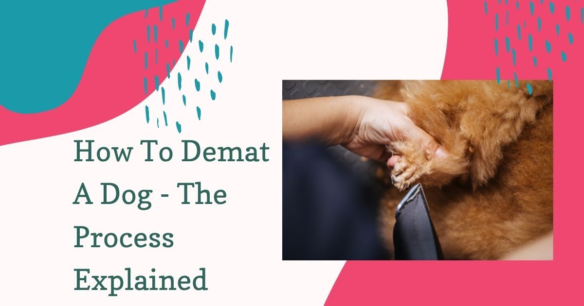 How to Safely Demat a Dog's Fur at Home