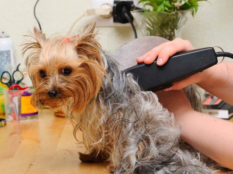 6 Tips on How to Use Dog Clippers Safely – Top Dog Tips