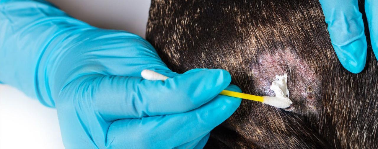 How to Prevent Dog Hot Spots