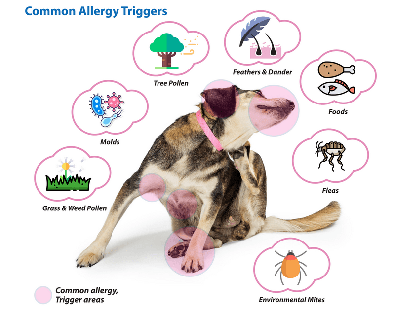 Preventing And Treating Common Dog Allergies Preventing And Treating Common Dog Allergies