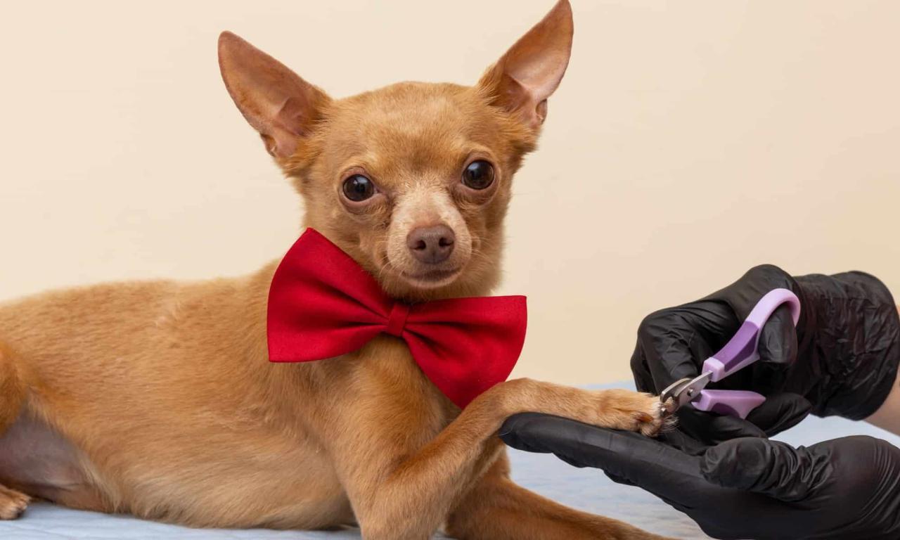 Safely Trim a Dog's Nails Without Getting Bit (Or Causing Harm) - A-Z ... Safely Trim a Dog's Nails Without Getting Bit (Or Causing Harm) - A-Z ...