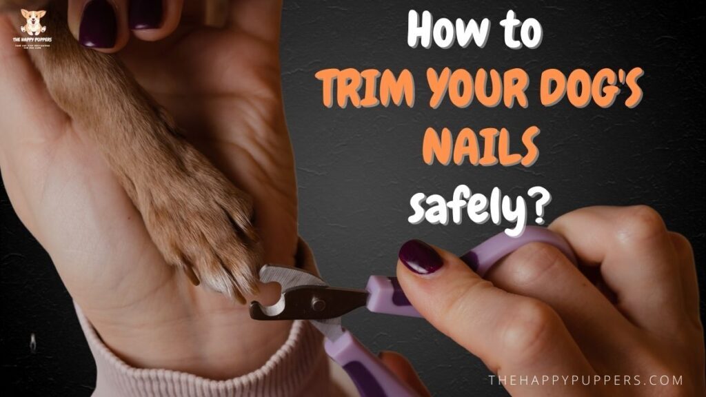 How to trim your dog’s nails safely? - The Happy Puppers How to trim your dog’s nails safely? - The Happy Puppers