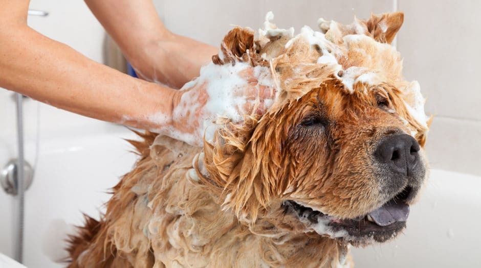 How to Trim a Female Dog Sanitarily [+video]