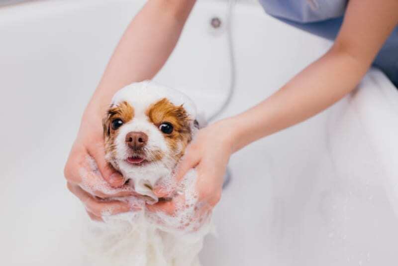 Building Confidence in Dogs – Tips and Strategies to Help Your Dog Feel ...