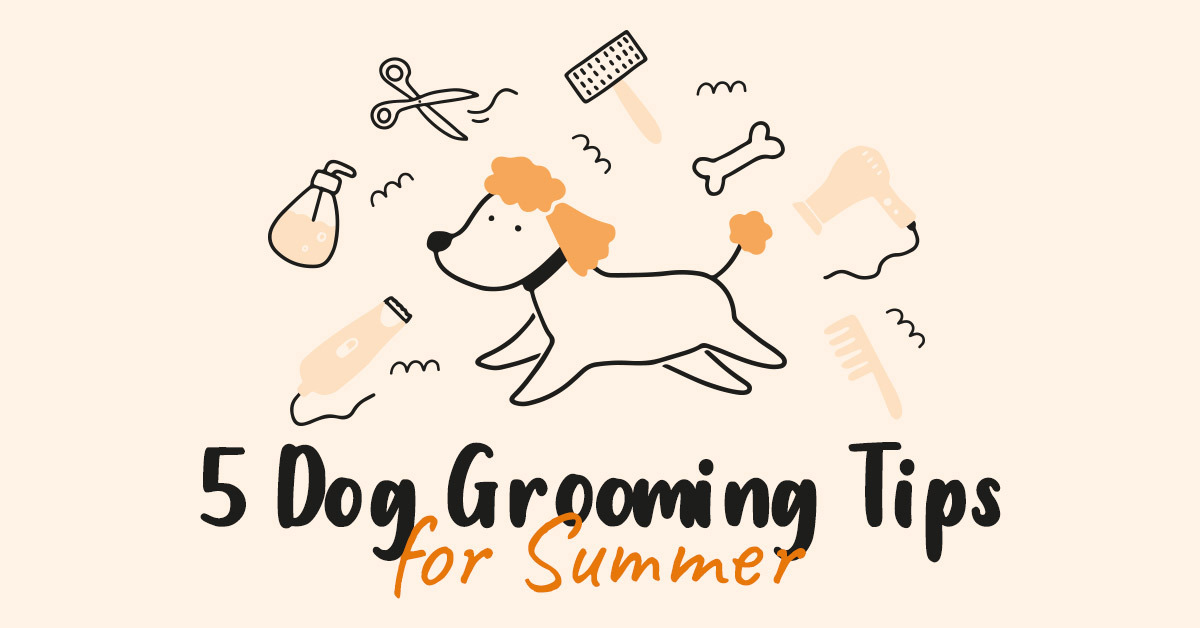 5 Dog Grooming Tips for Summer | Waggle