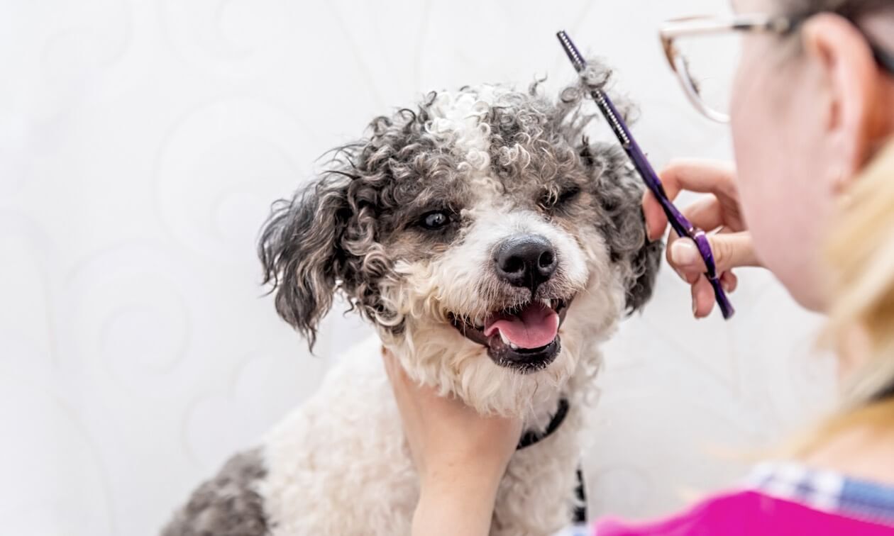 What to Expect at Your Dog’s Professional Grooming Appointment | Zoetis ...