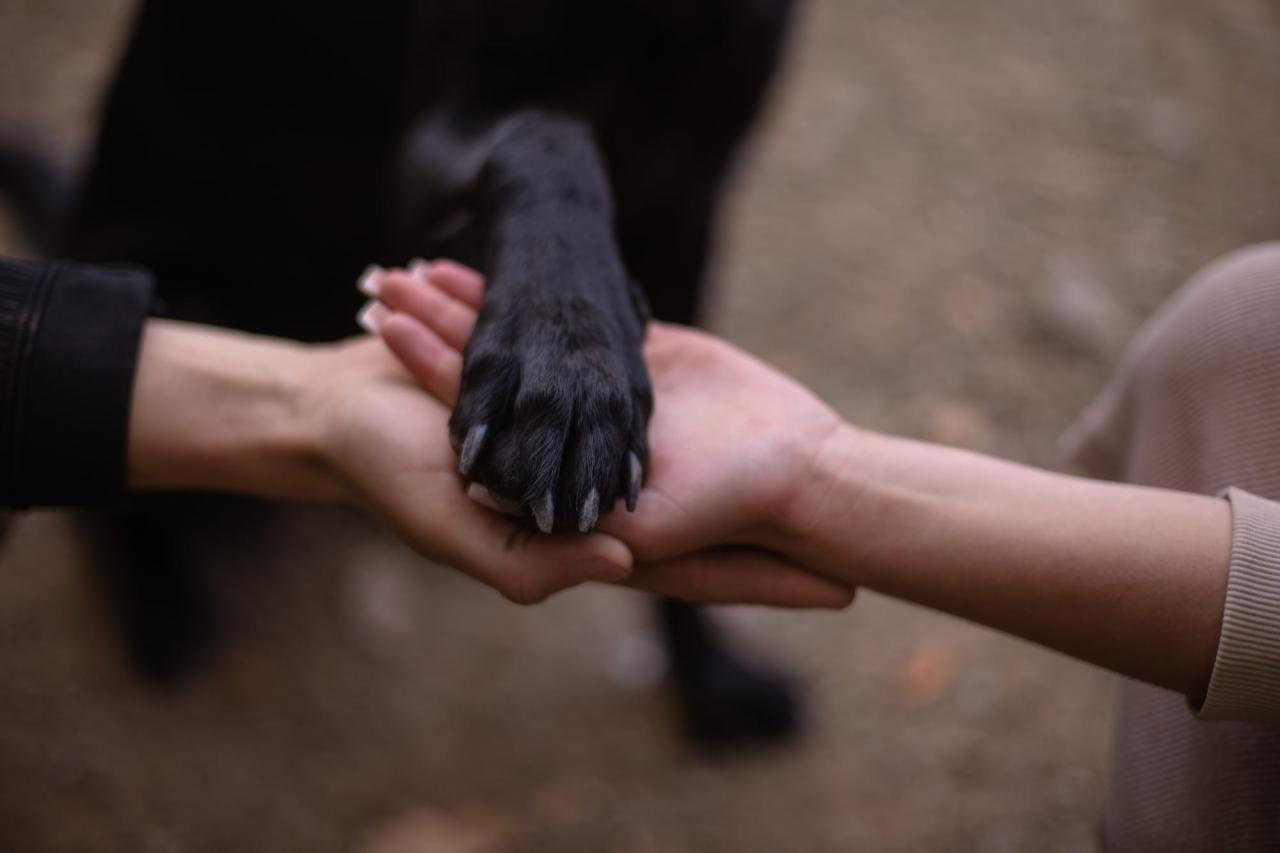 How to Cut Black Dog Nails: A Confident and Clear Guide